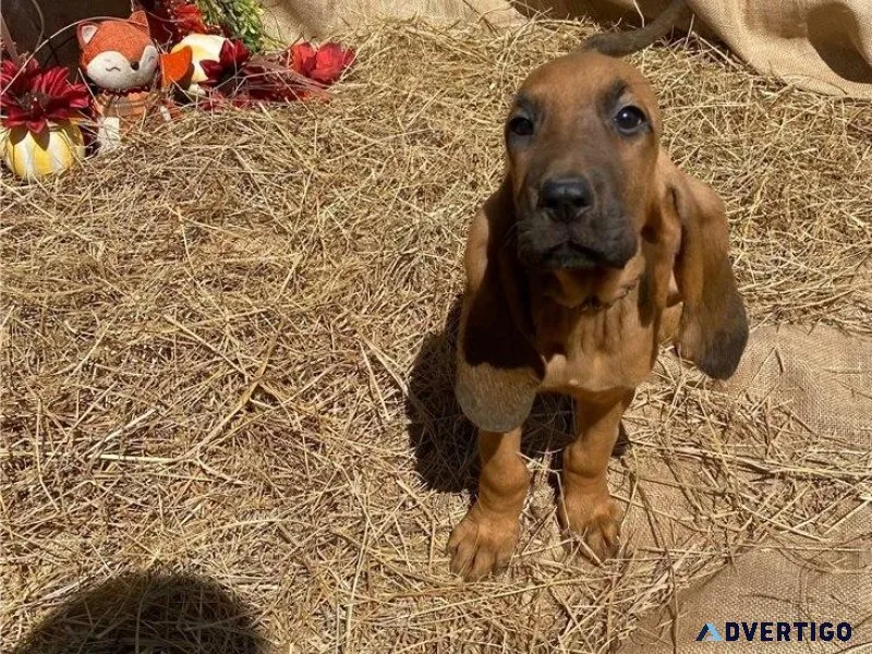 Gorgeous Bloodhound puppies Available