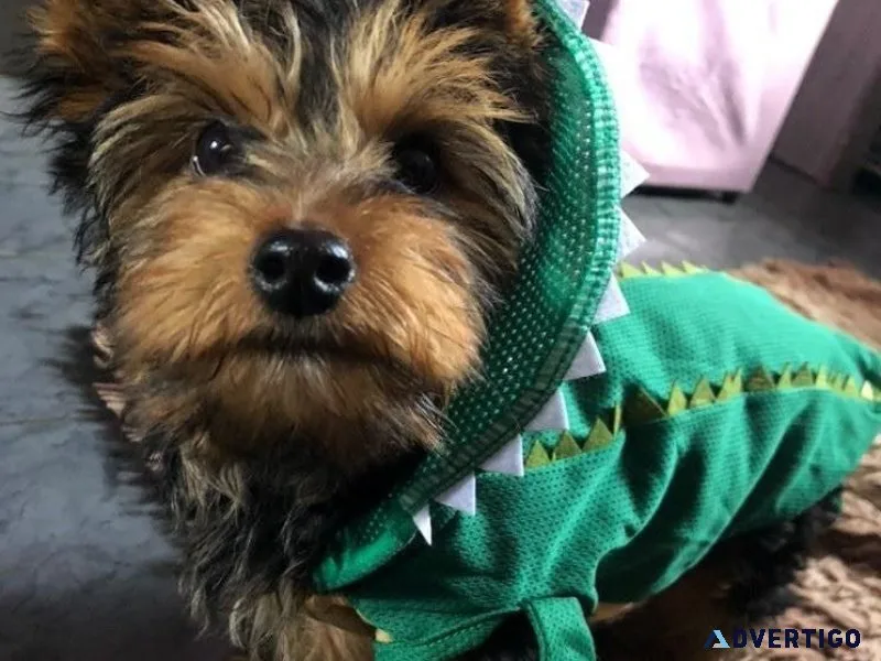 Fully Tested Male and Female Yorskshire Terrier Pupz