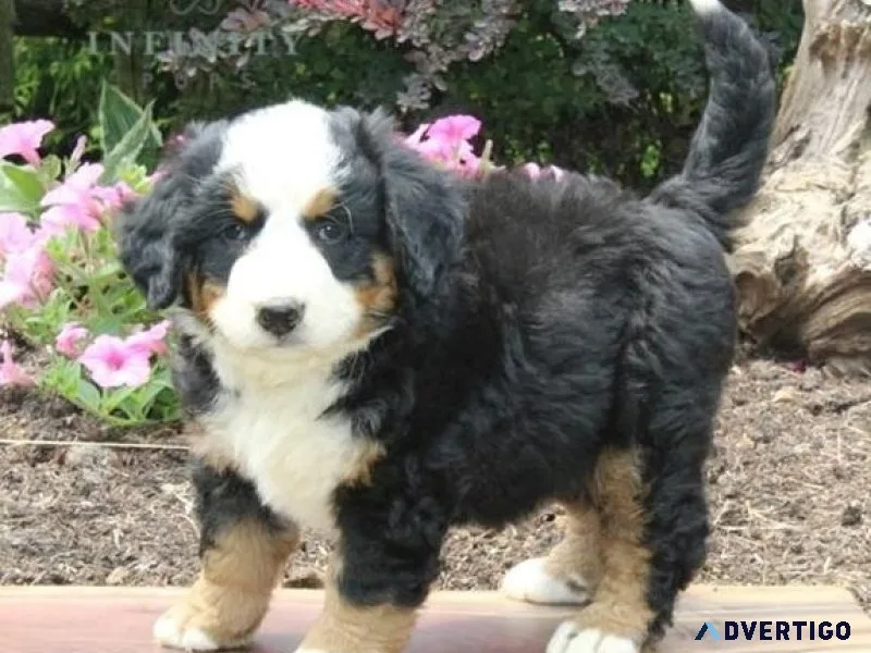 Well Socialized Bernese Mountain Dogs ready Now