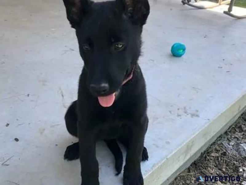 Healthy Belgian Malinois puppies ready
