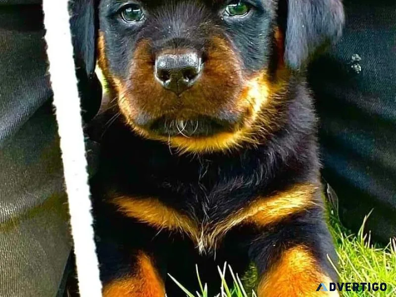 Excellent Male and Female Rottweiler Pups