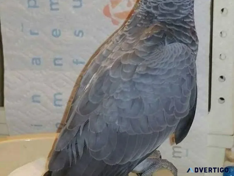 Cutest Bonded Pair African Grey Congos Available for sale.