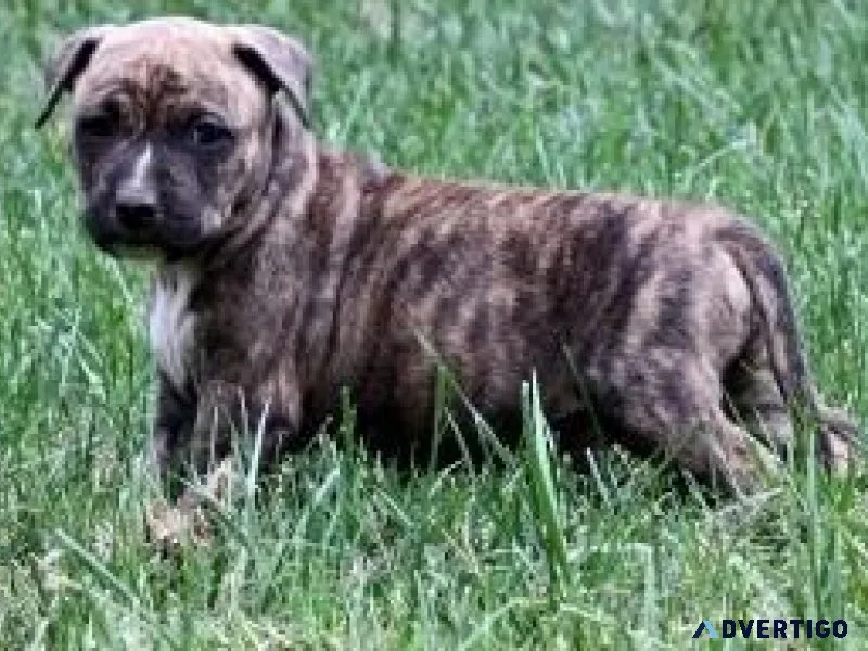 Home raised American Staffordshire Terrier Puppies