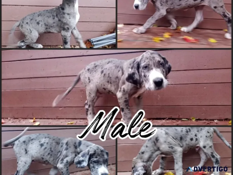 AKC Great Dane Puppies - Available Right Now