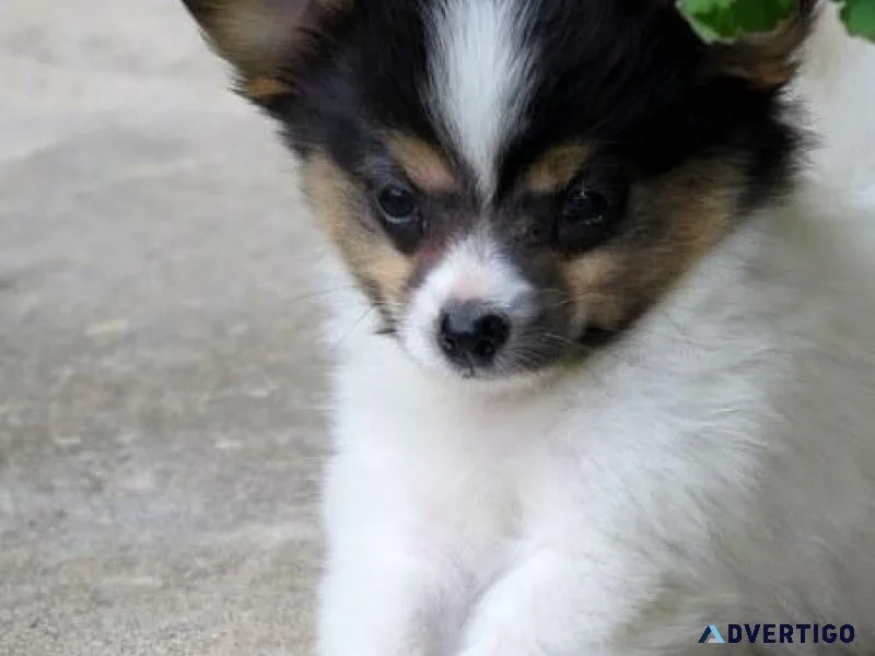 Beautiful Papillon Puppies For sale.