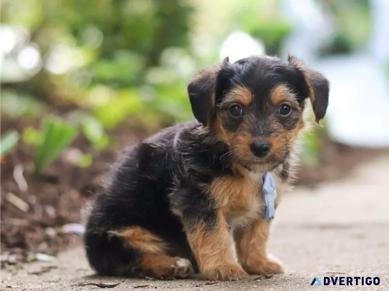 Adorable Yorkie Poo puppies for sale.