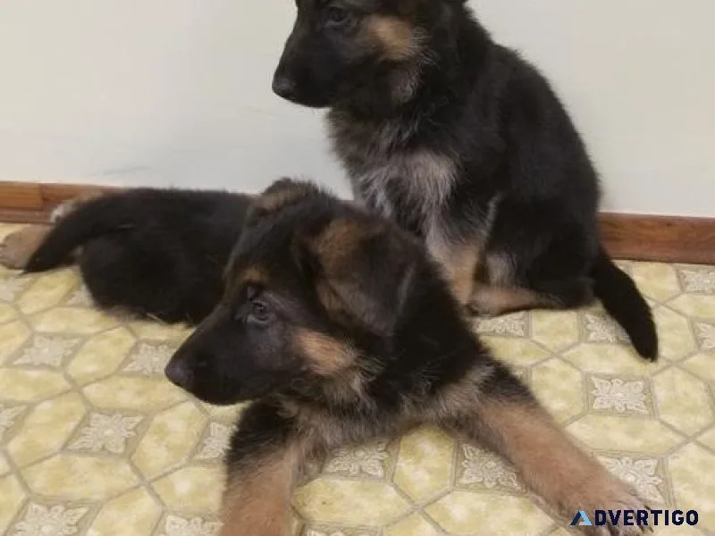 AKC German Shepherd Puppies For Sale