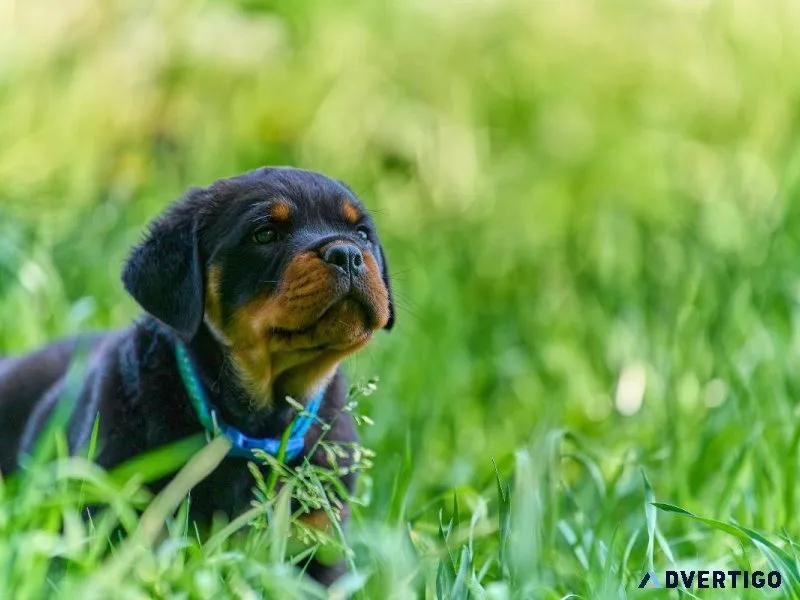 Best Rottweiler Puppies for sale in Washington