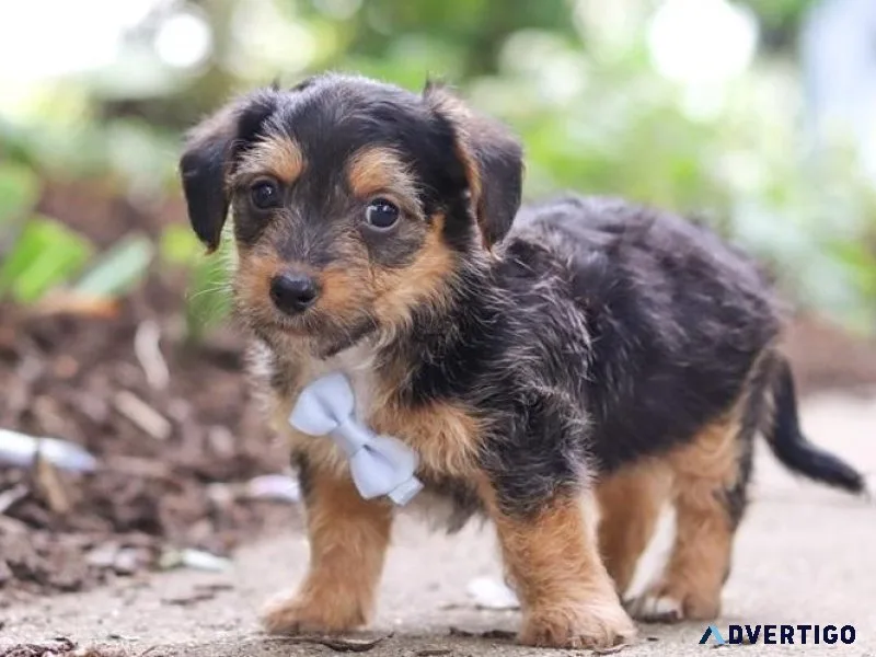 Excellent Yorkie Poo Puppies  for sale