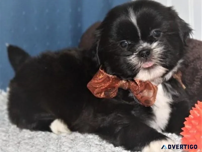 Healthy Shih Tzu puppies available