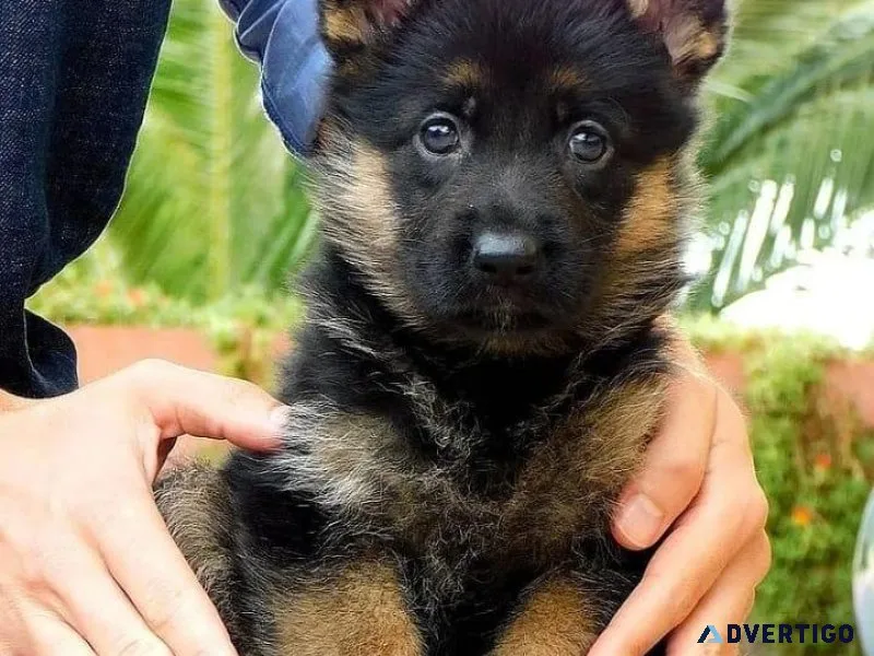 Playmate German Shepherd Puppies