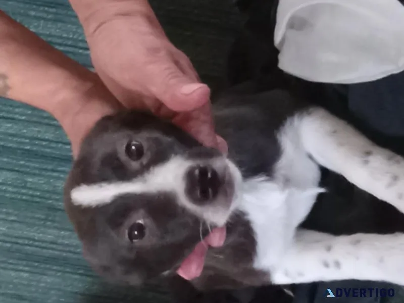 Puppies