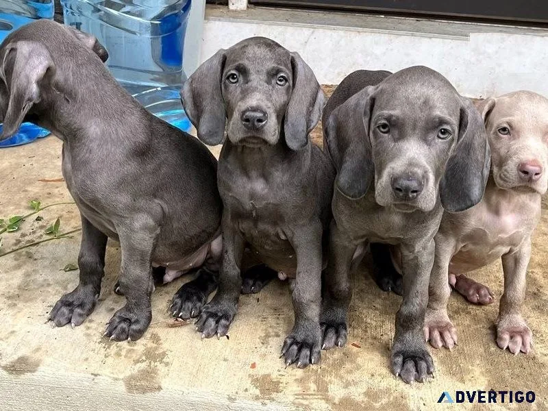 Beautiful Weimaraner Puppies For sale