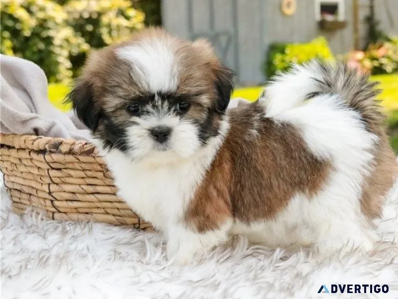 Beautiful Shih Tzu Puppies For Sale