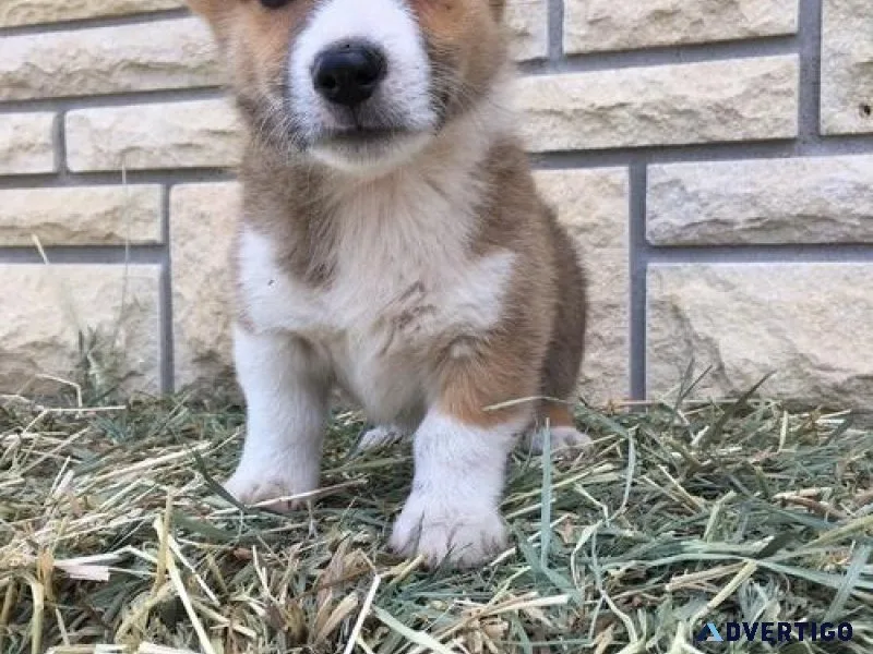 Stunning Pembroke Welsh Corgi Puppies