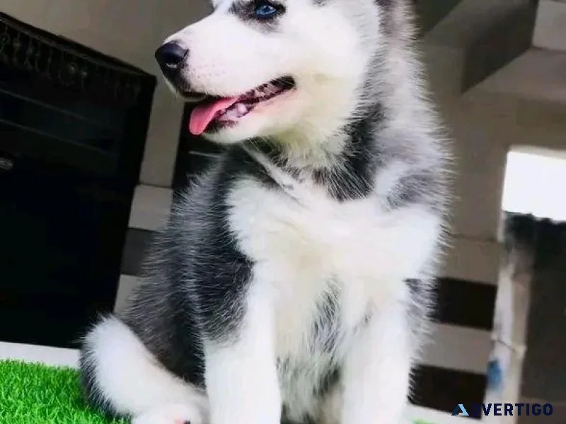 Well Trained Siberian Husky Puppies Ready For Xmas