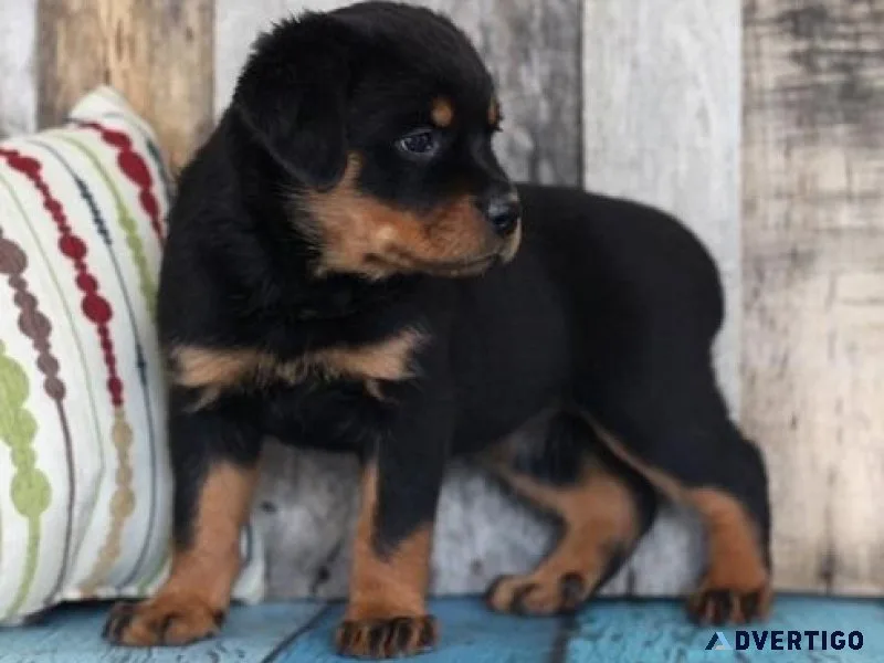 Well Socialized German Rottweiler puppies Available