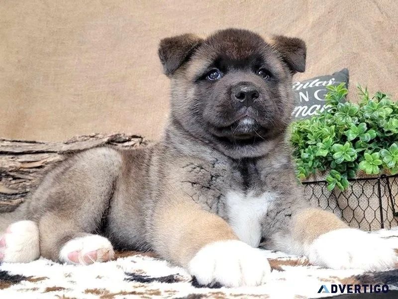 Adorable Akita Puppies For Sale.