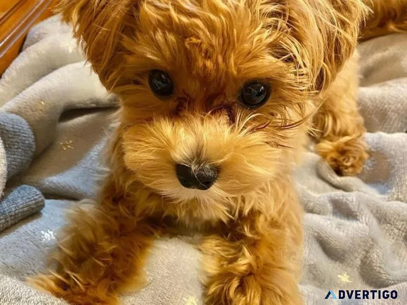 Lovely Maltipoo