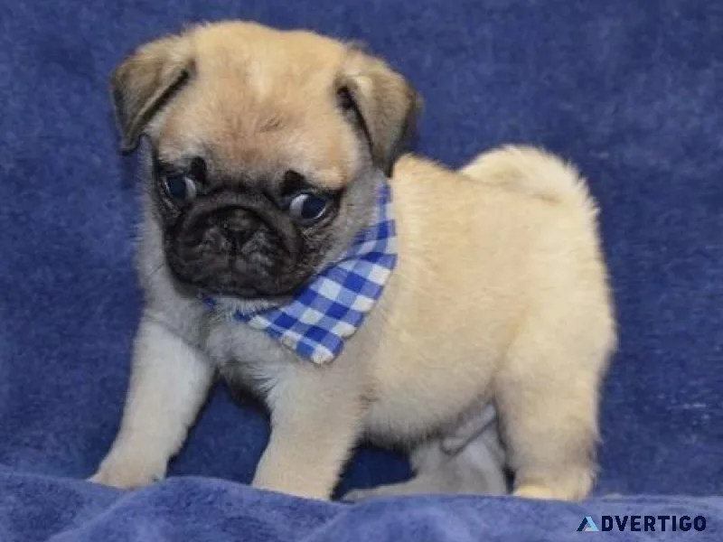 Lovely Pug Puppies For sale