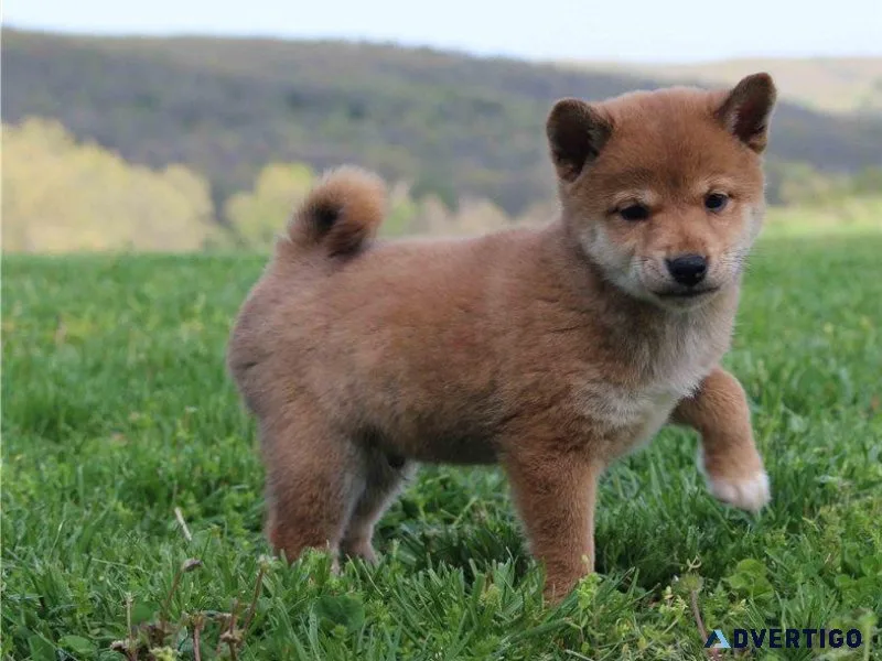 Adorable Shiba Inu Puppies ready