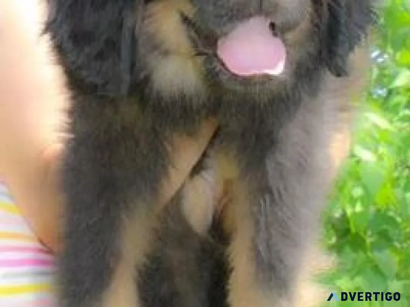 Home raised Tibetan Mastiff Puppies For sale
