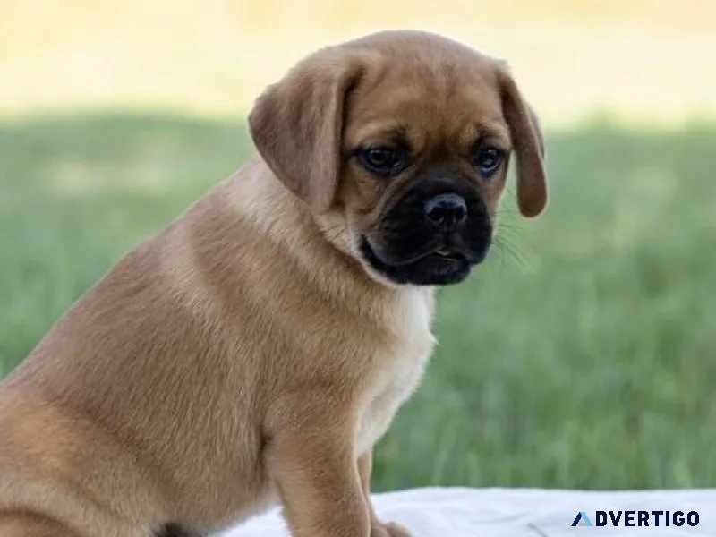 Sweet Puggle Puppies for sale