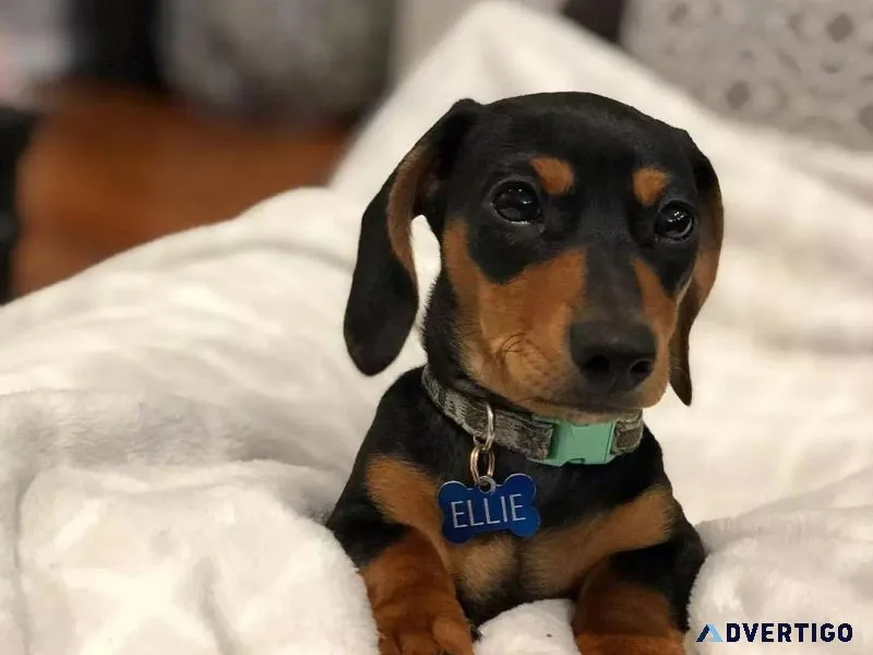 Pra Clear Dachshunds Puppies
