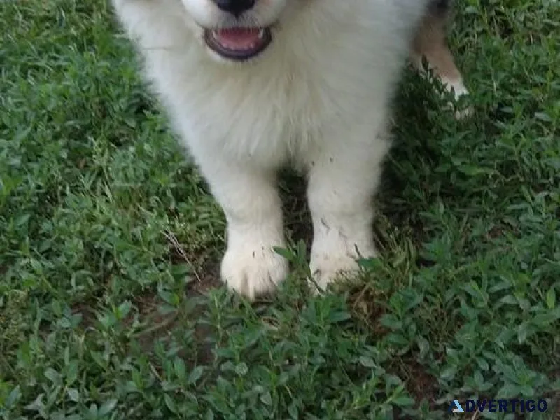 Adorable Australian Shepherd Puppies for sale