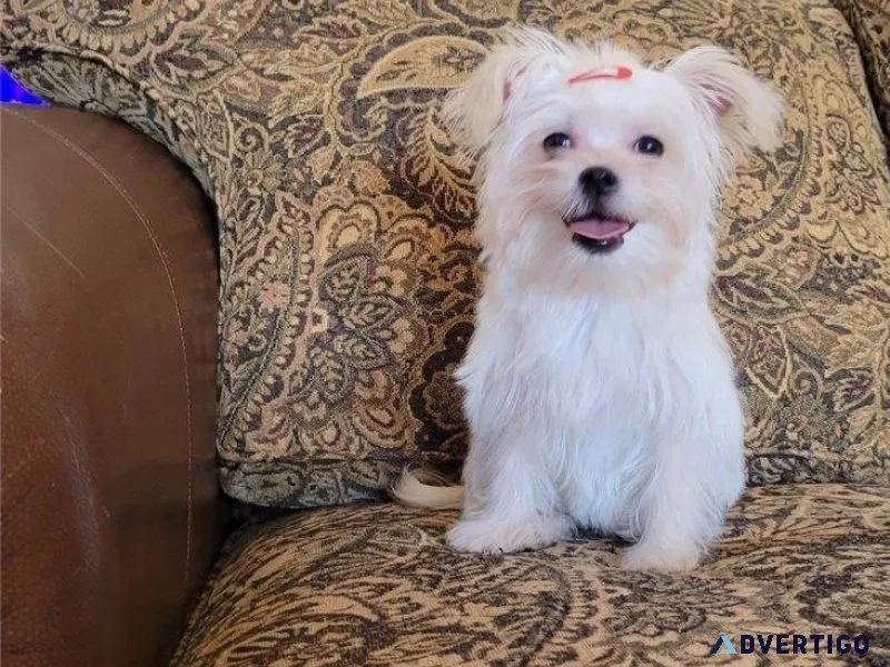 Adorable Morkie Puppies available.