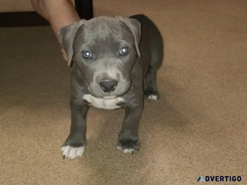 Male and female American Pit Bull Terrier Puppies for sale.