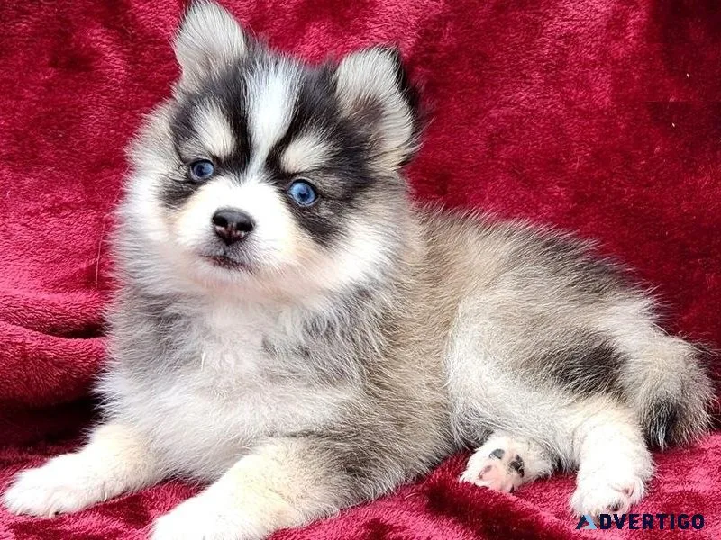 Adorable Pomsky Puppies For sale