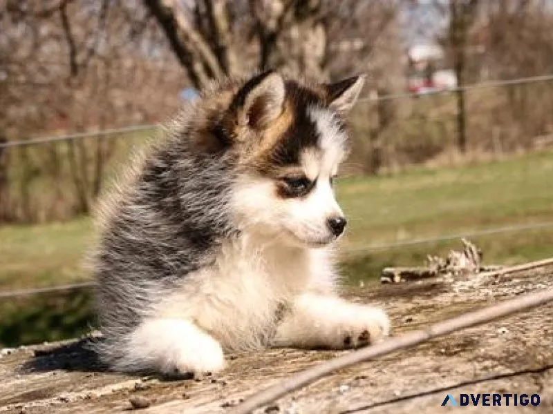 Nice Lovely Pomsky Puppies