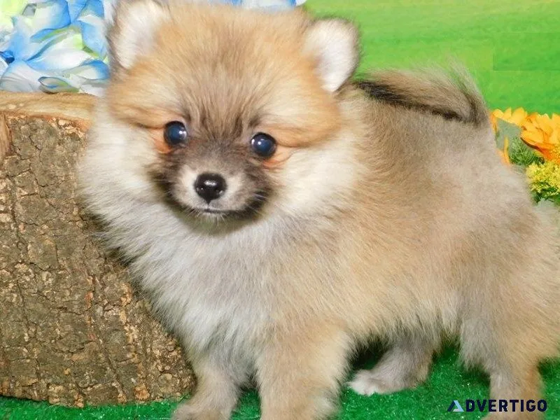 Healthy Pomeranian Puppies For sale.