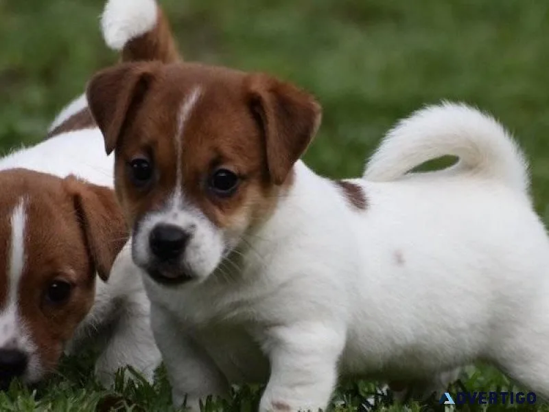 Male and female Russell Terrier puppies