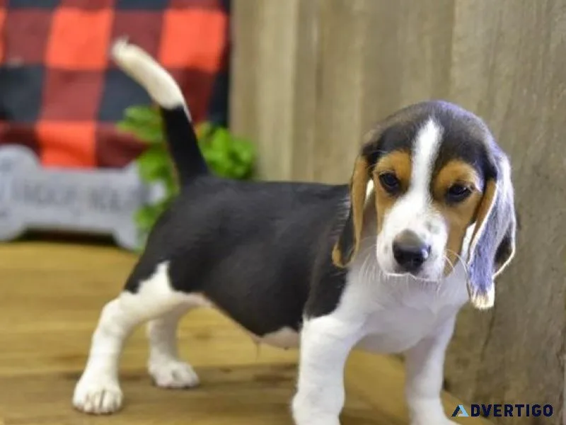 AKC Beagle Puppies for sale.