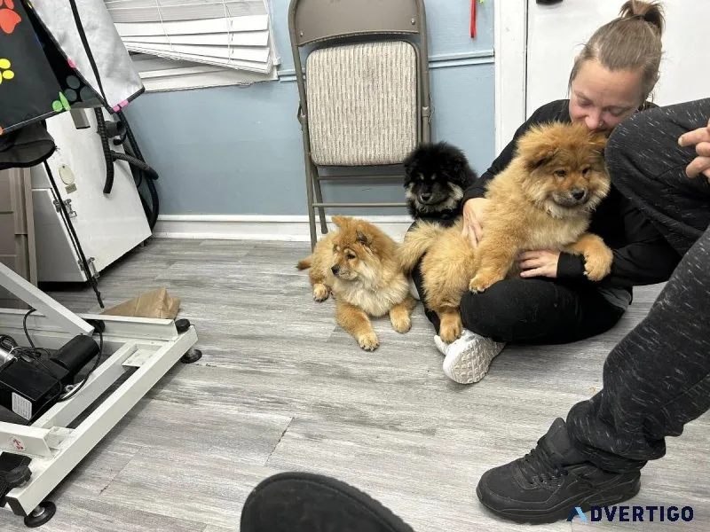 Chow Chows for Sale