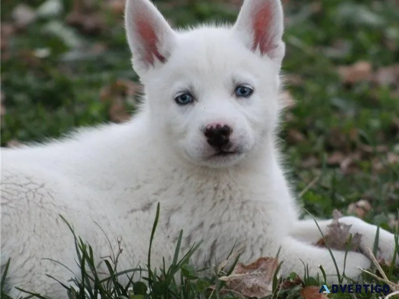 Gorgeous Siberian Husky puppies for sale