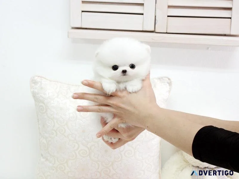 Top Micro Teacup Pomeranian puppies for sale