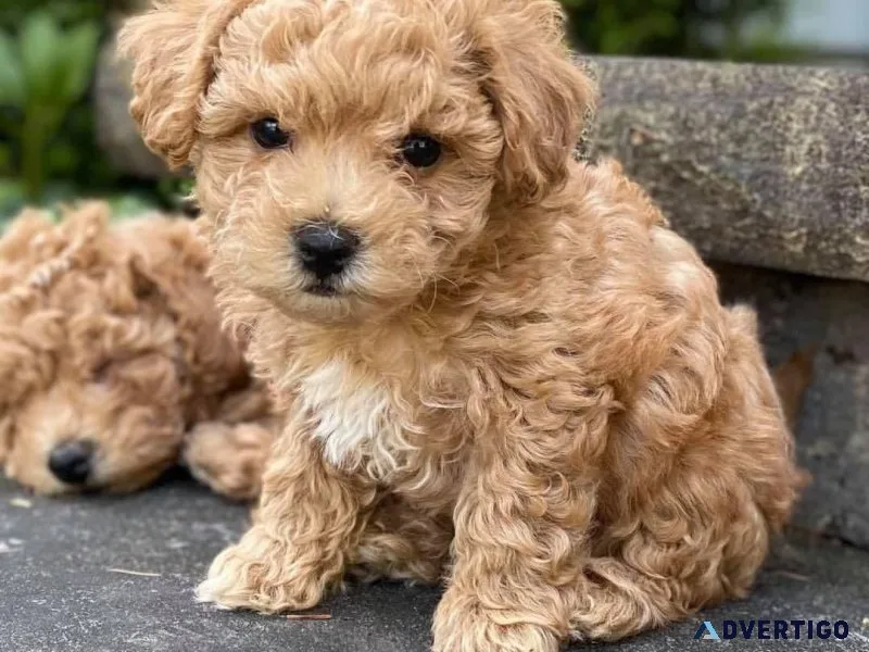 Bulky Boys and Girls Maltipoo Pupz