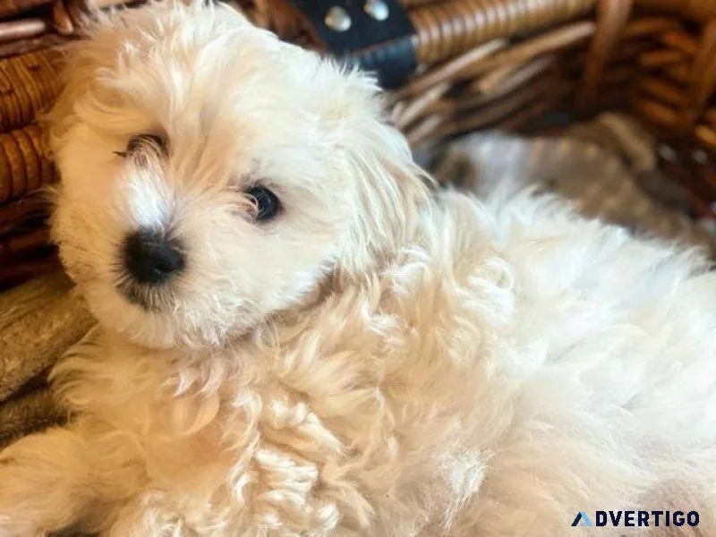 Beautiful Maltipoo Puppies available