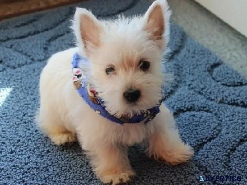 Beautiful West Highland White Terrier puppies