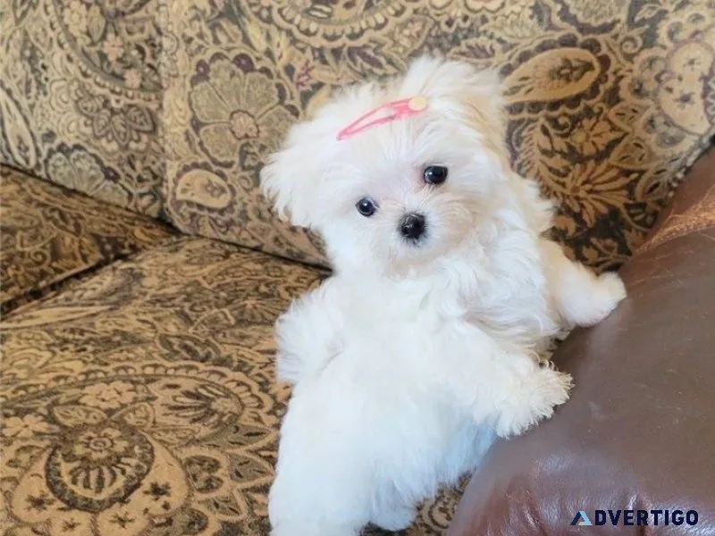 Pure Maltese Puppies available for sale.