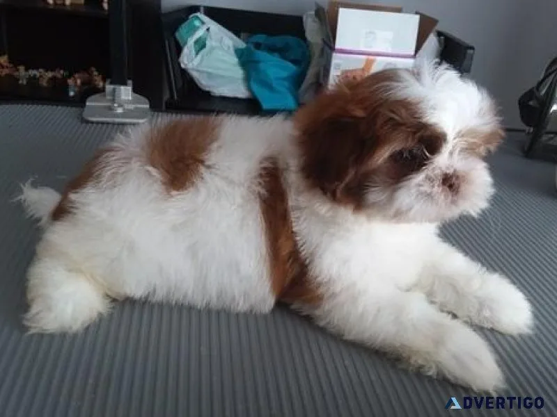Home Raised Shihpoo Puppies ready to go.