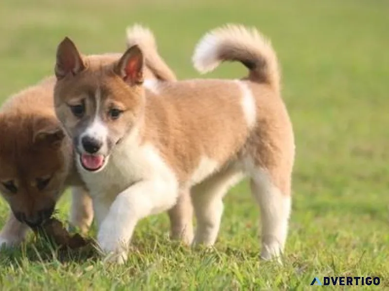 Well Socialized Shiba Inu Puppies For Sale