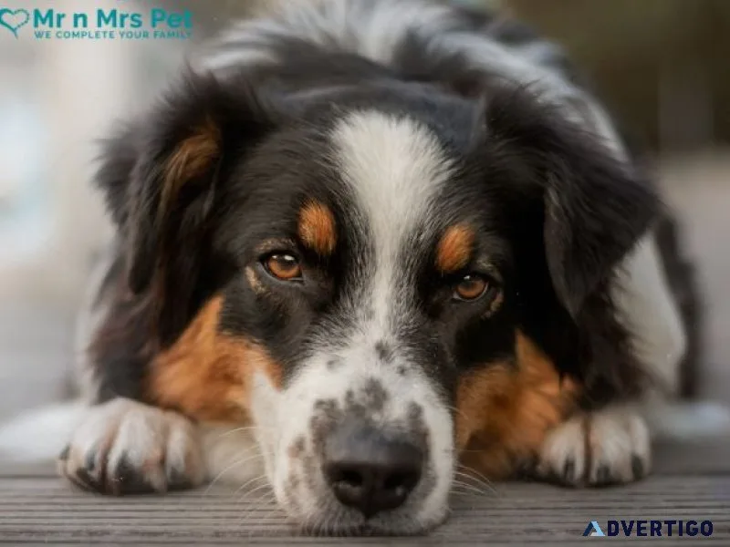 Affordable dog boarding services in chennai - mr n mrs pet