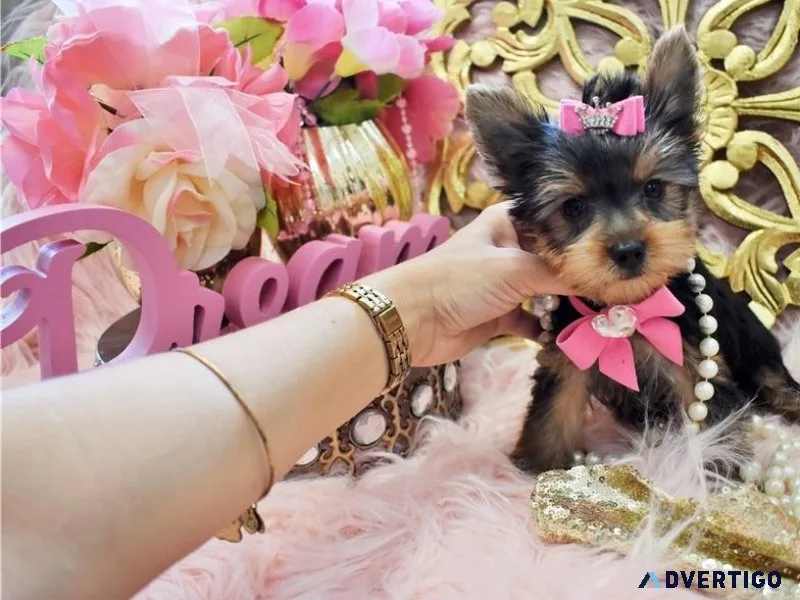 Healthy Teacup Yorkie puppies for sale.