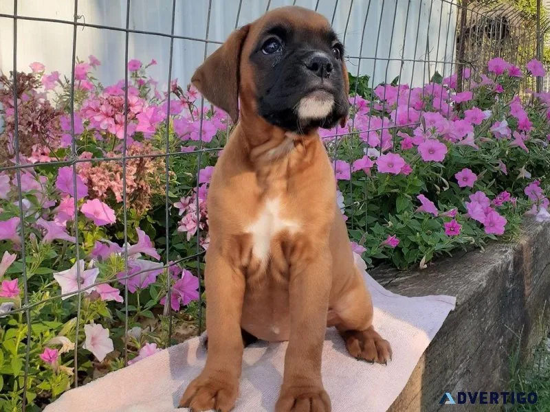 Bobtails Angels Boxers Puppies