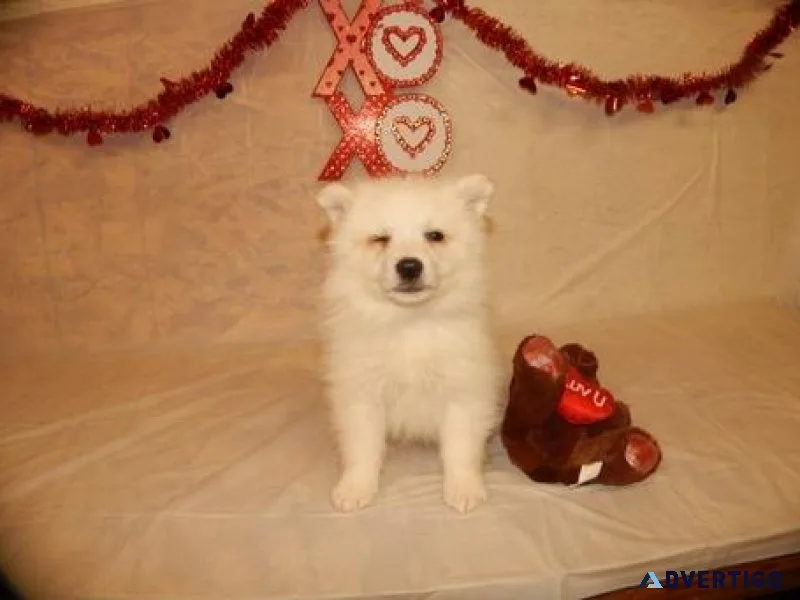 Top Quality Boys and Girls American Eskimo Dog Puppies for Sale
