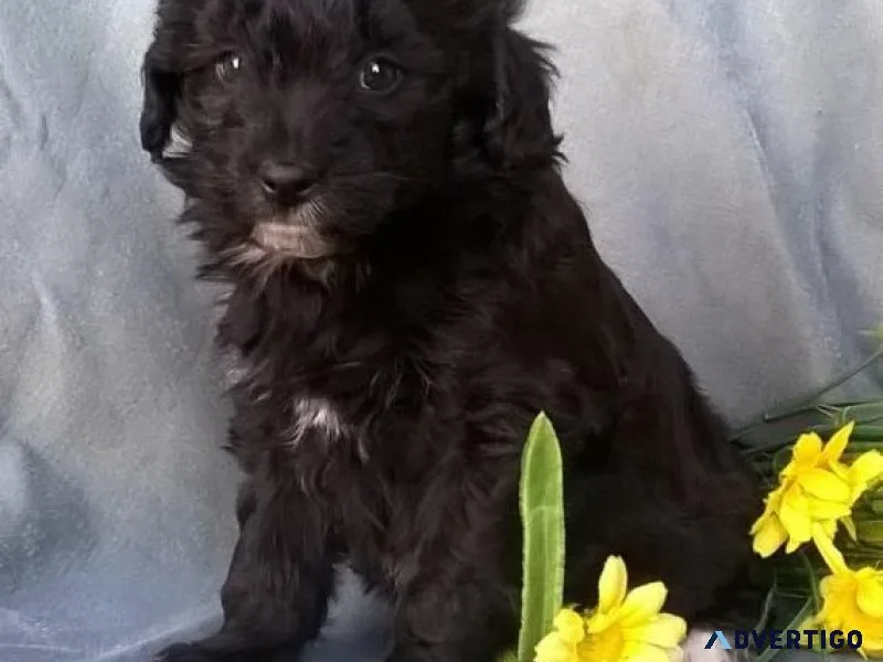 Cutest Aussiedoodle Puppies for sale